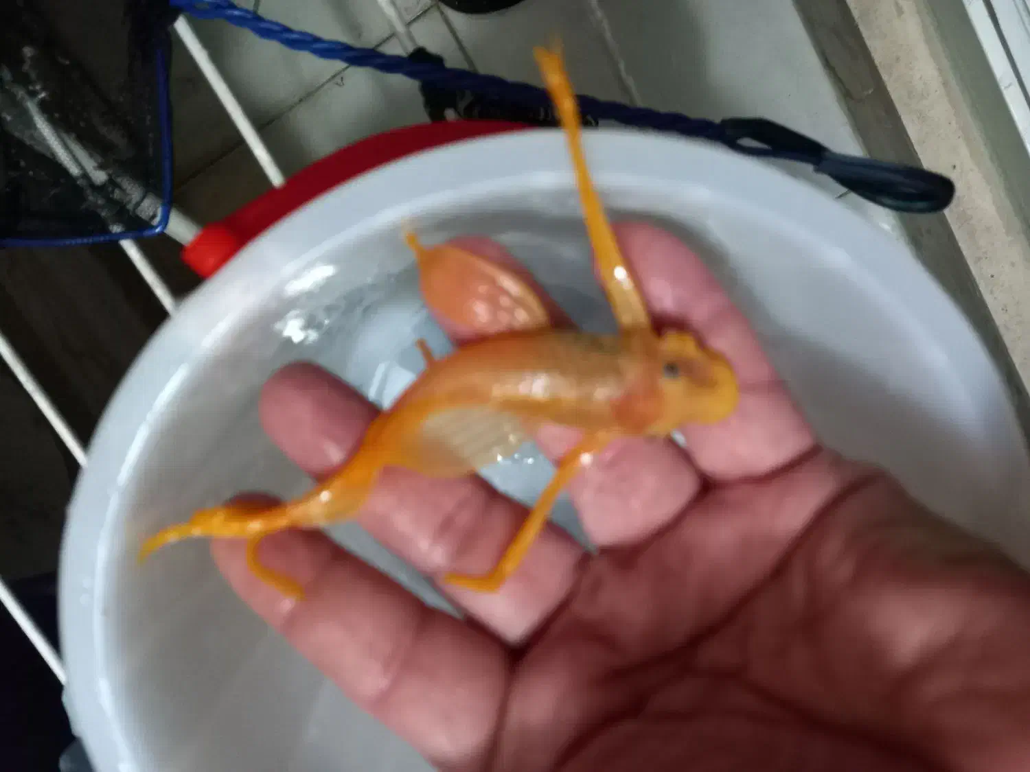 کت آلبینیو و بلو آیز|ماهی|تهران, تولید دارو|دیوار