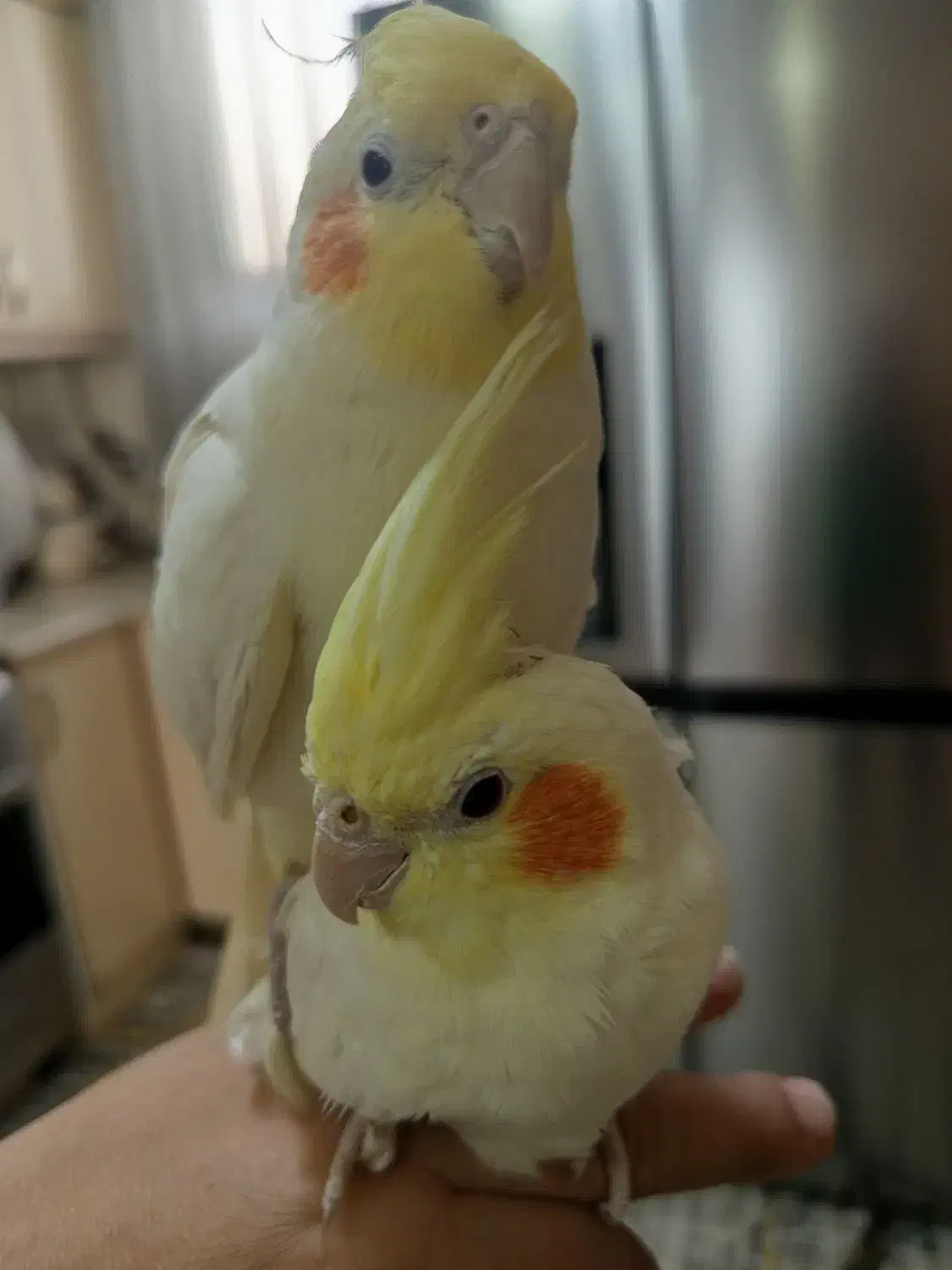 عروس هلندی نروماده سفید فنج|پرنده|اردبیل, |دیوار