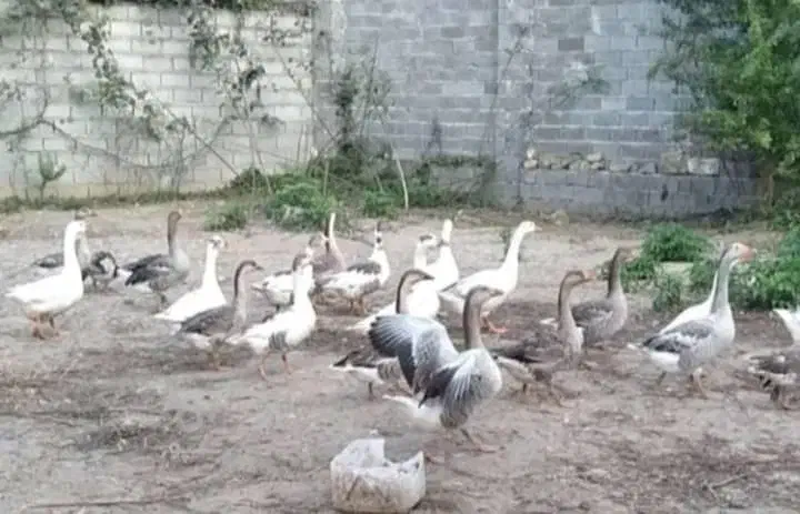 فروش غازهشت ماهه|حیوانات مزرعه|ساری, |دیوار