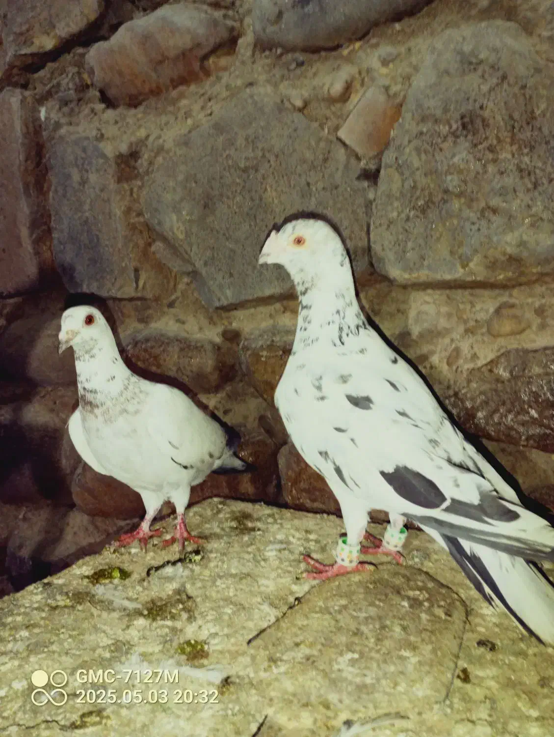 کفتر|پرنده|نوده خاندوز, |دیوار