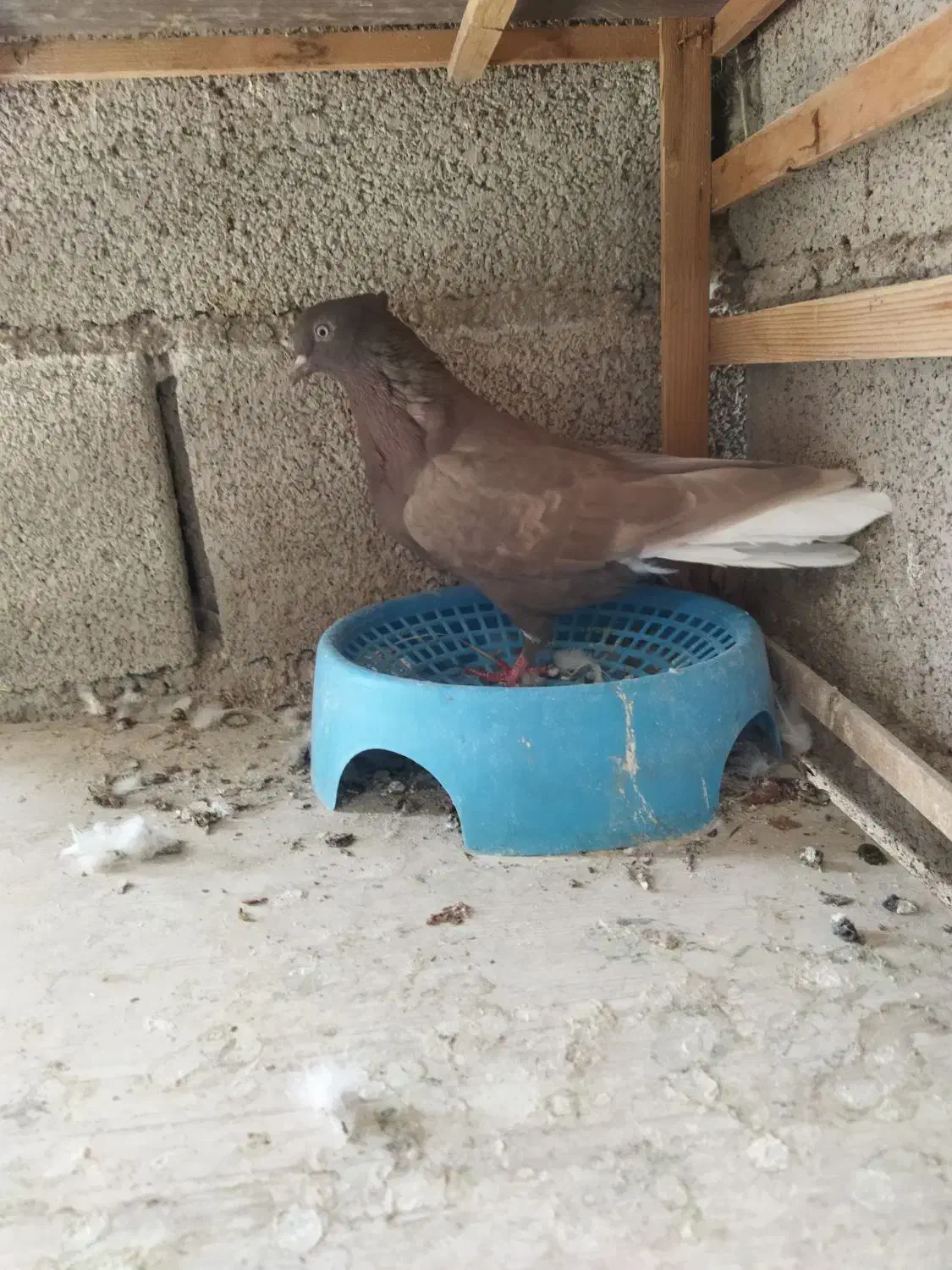 بخوای دم‌سفید ماده|پرنده|مسجد سلیمان, |دیوار