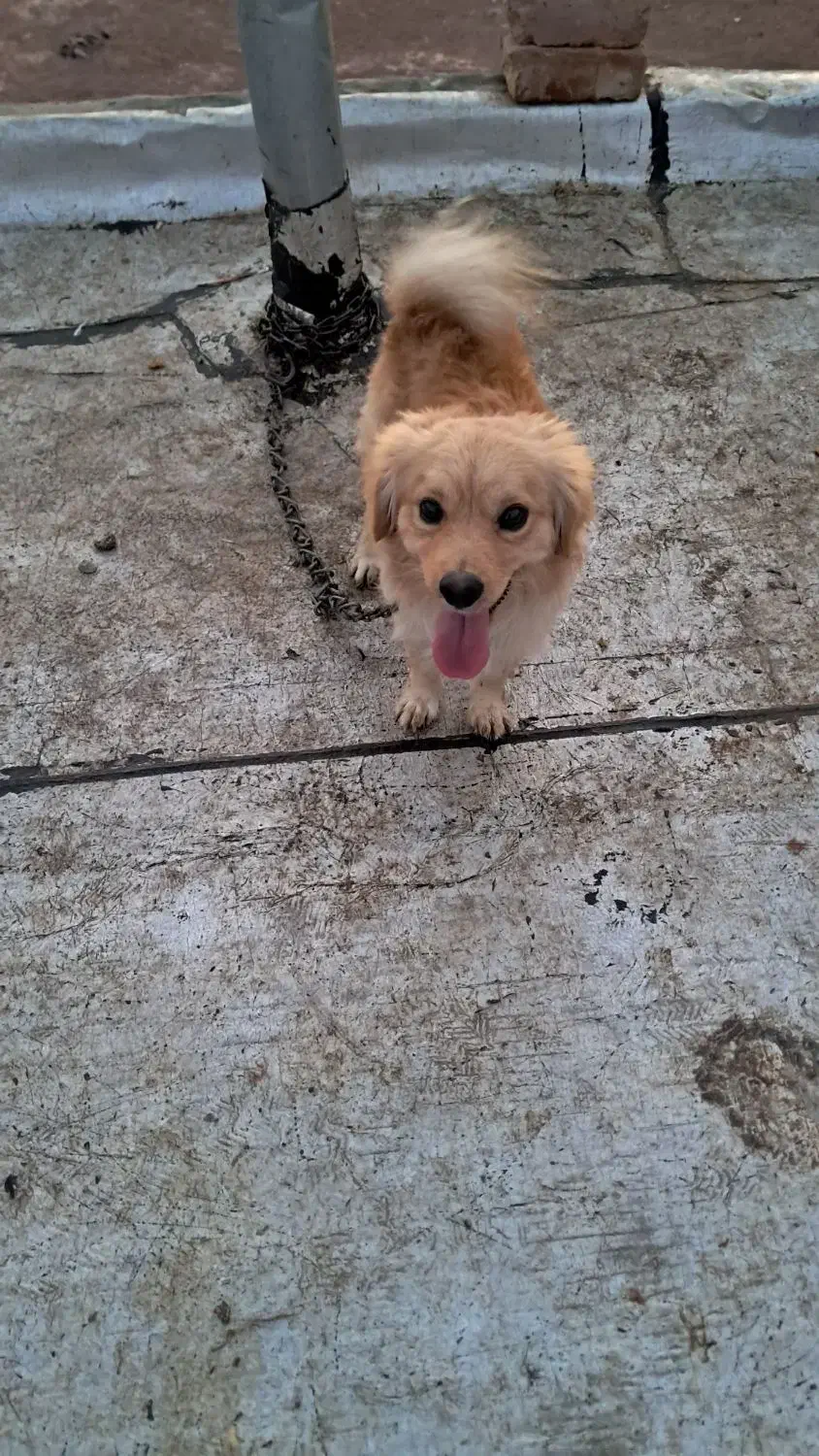 یک جفت سگ پاکوتاه پشمالو(اشپیتز)مولد|سگ|رفسنجان, |دیوار