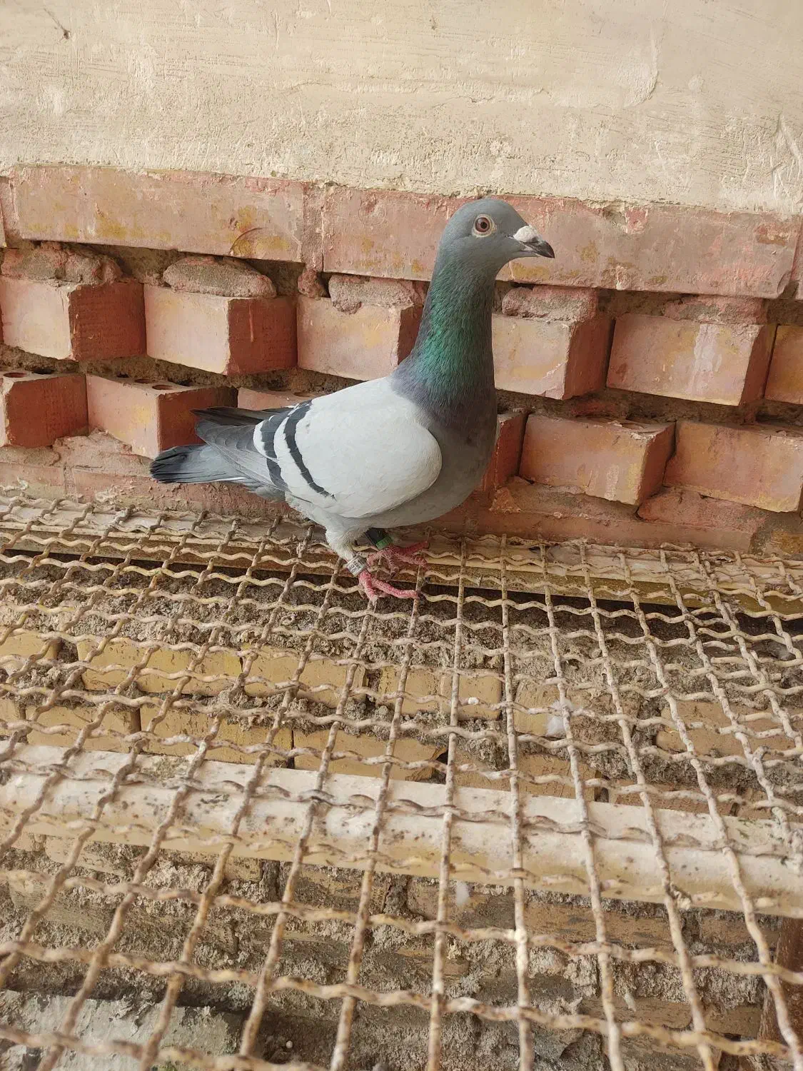 عراق 2025|حیوانات|اهواز, منازل کارون|دیوار