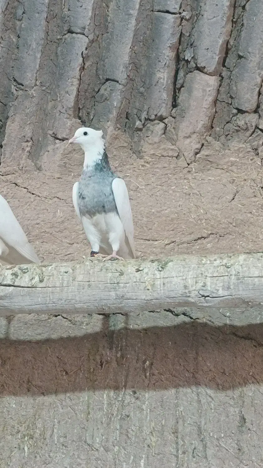 کبوتر طوقی|پرنده|میبد, |دیوار