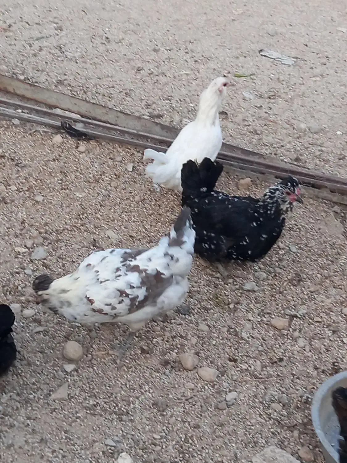 تخم مرغ از نژاد پاکوتاه و گلین موجود|حیوانات مزرعه|جم, |دیوار