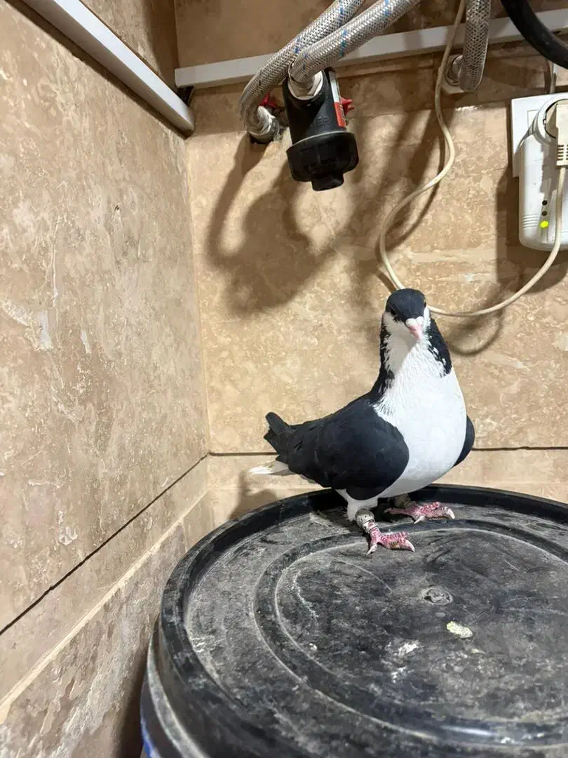 کبوتر بدرنگ|پرنده|قزوین, |دیوار