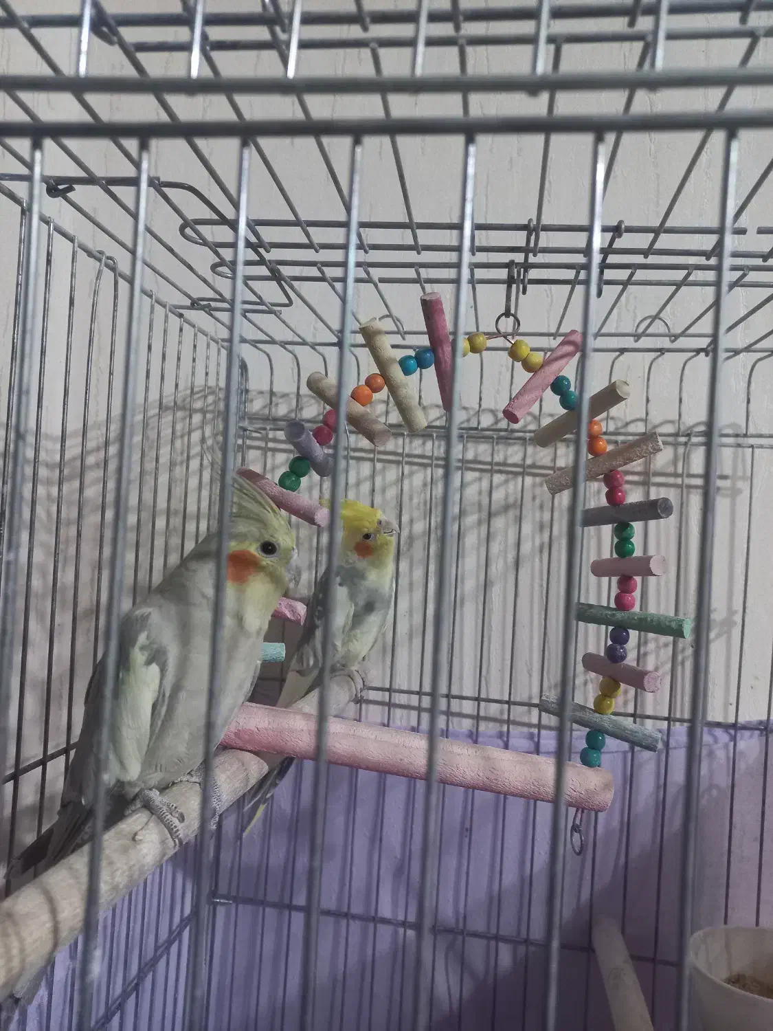 فروش عروس هلندی جفت نر و ماده مولد|پرنده|مشکیندشت, |دیوار