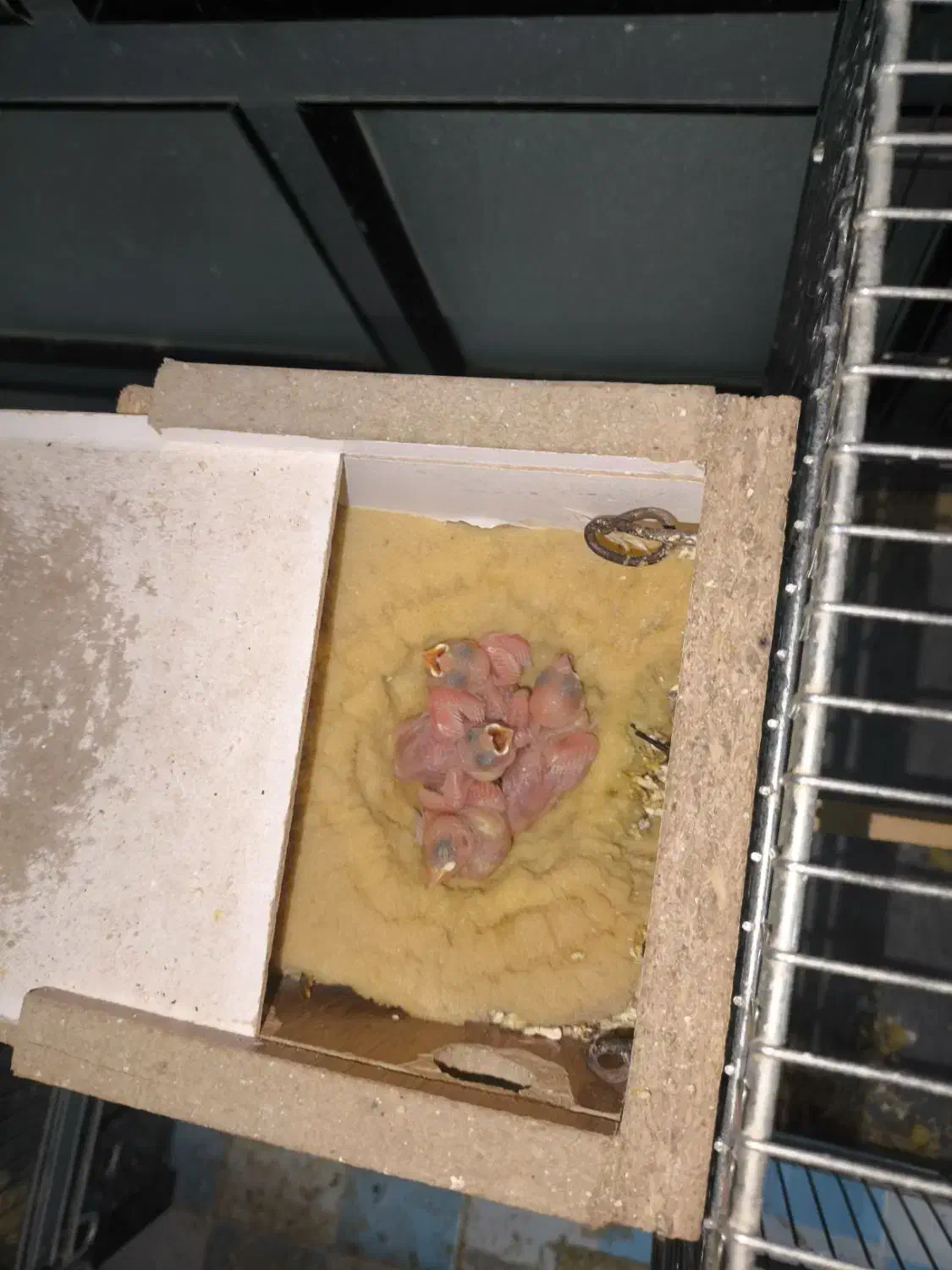 فنچ‌ نرگسی مولد جوان|پرنده|آباده, |دیوار