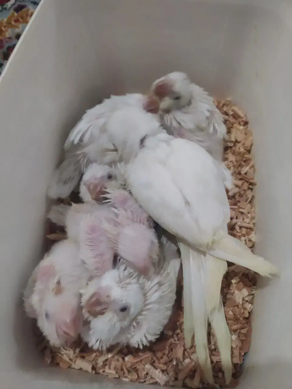 راهب سفید شرابی هفتا|پرنده|قم, ارم|دیوار