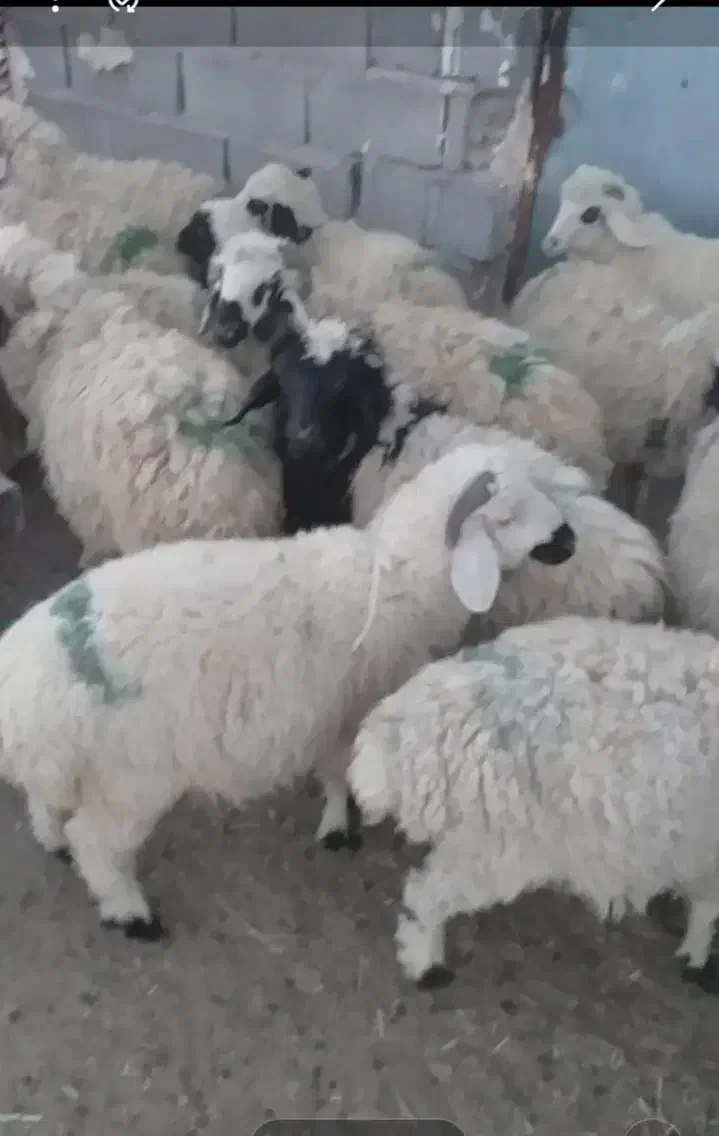 بره نر و ماده|حیوانات مزرعه|بافت, |دیوار