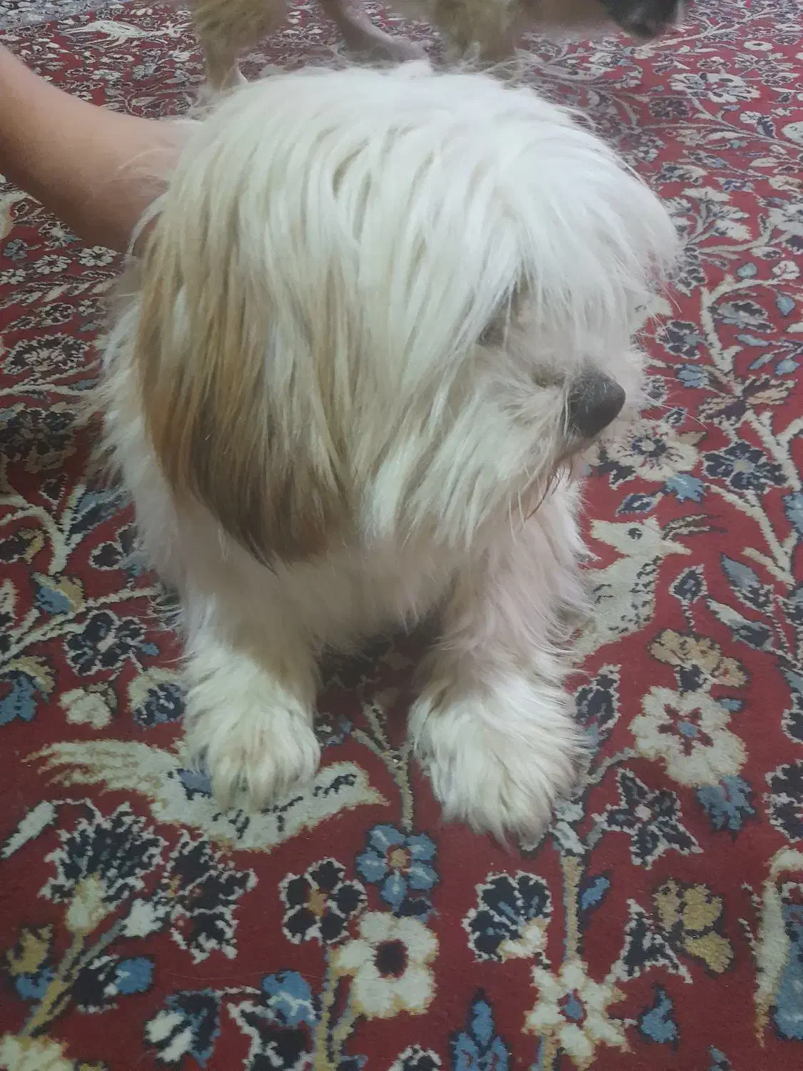 سگ شیتزو تربیت شده|سگ|ساری, |دیوار