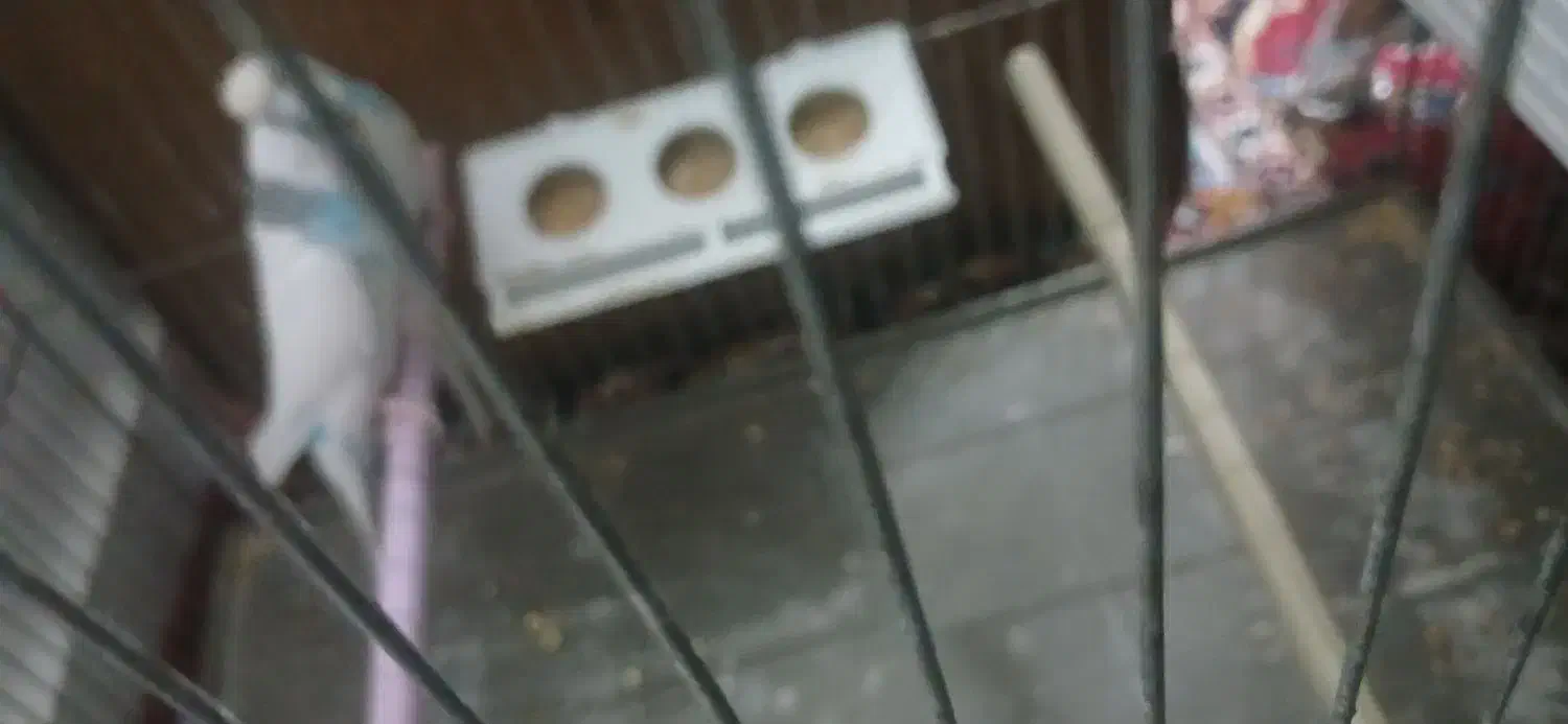 مرغ عشق|پرنده|بافق, |دیوار