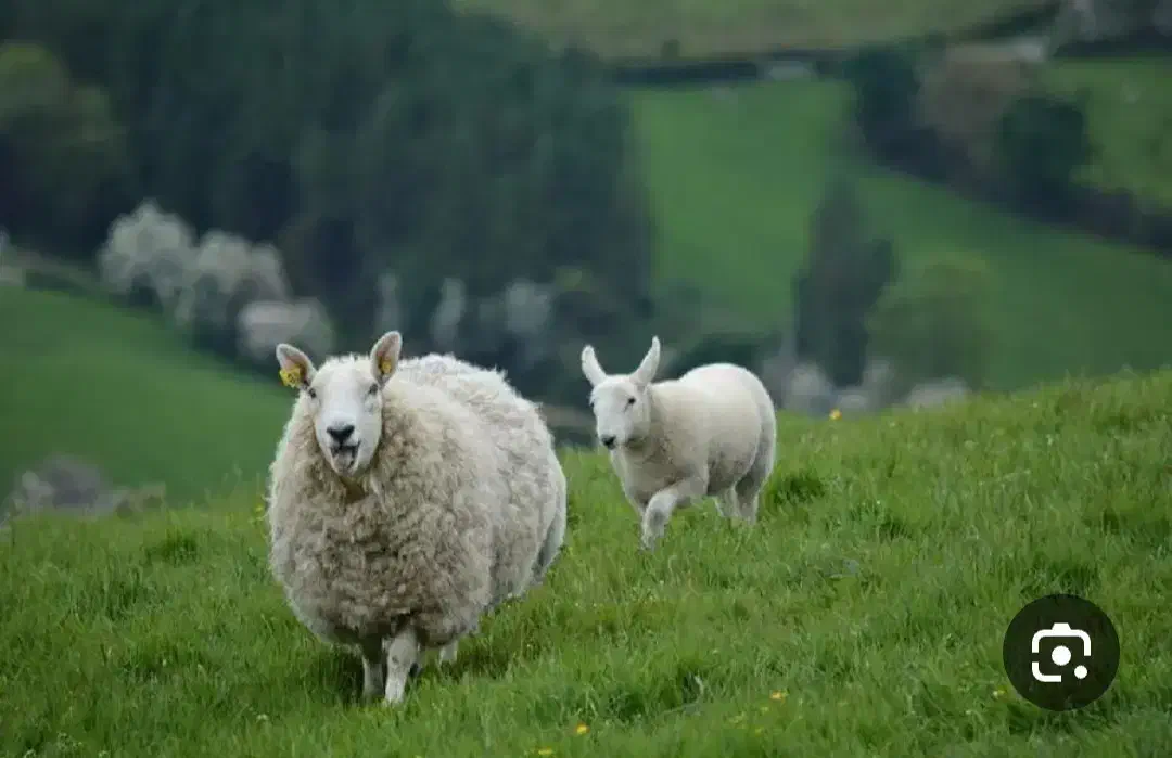 گوسفند زنده۲۴ ساعته برادران کریمی|حیوانات مزرعه|نسیمشهر, |دیوار