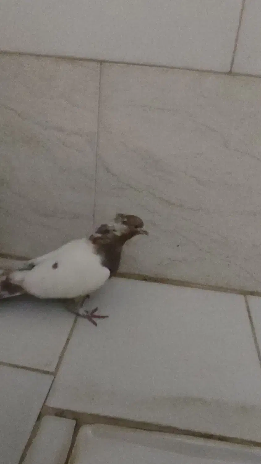 کبوتر خوب پرشی|پرنده|ایوان, |دیوار