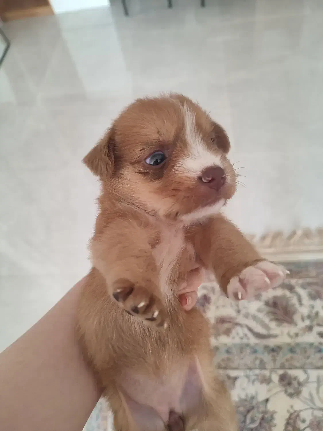 واگذاری پت|سگ|رشت, فلسطین|دیوار