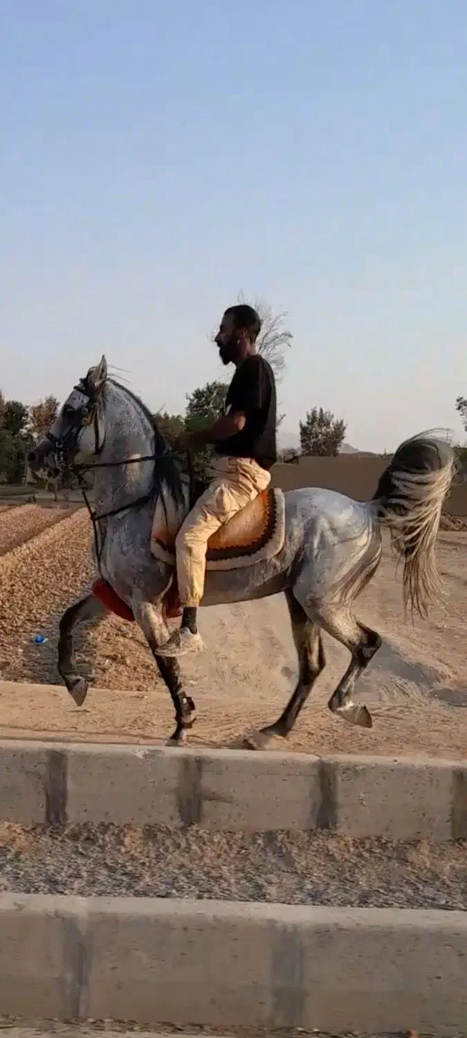 نریان زیبا و سواری دار سن ۶به ۷|اسب و تجهیزات اسب‌سواری|خمینی‌شهر, |دیوار