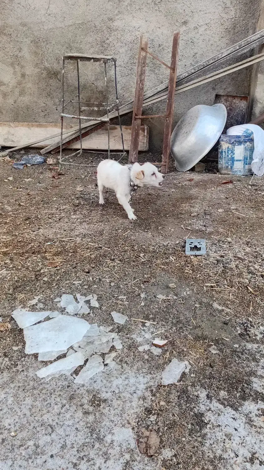 سگ پاکوتا|سگ|ملایر, |دیوار