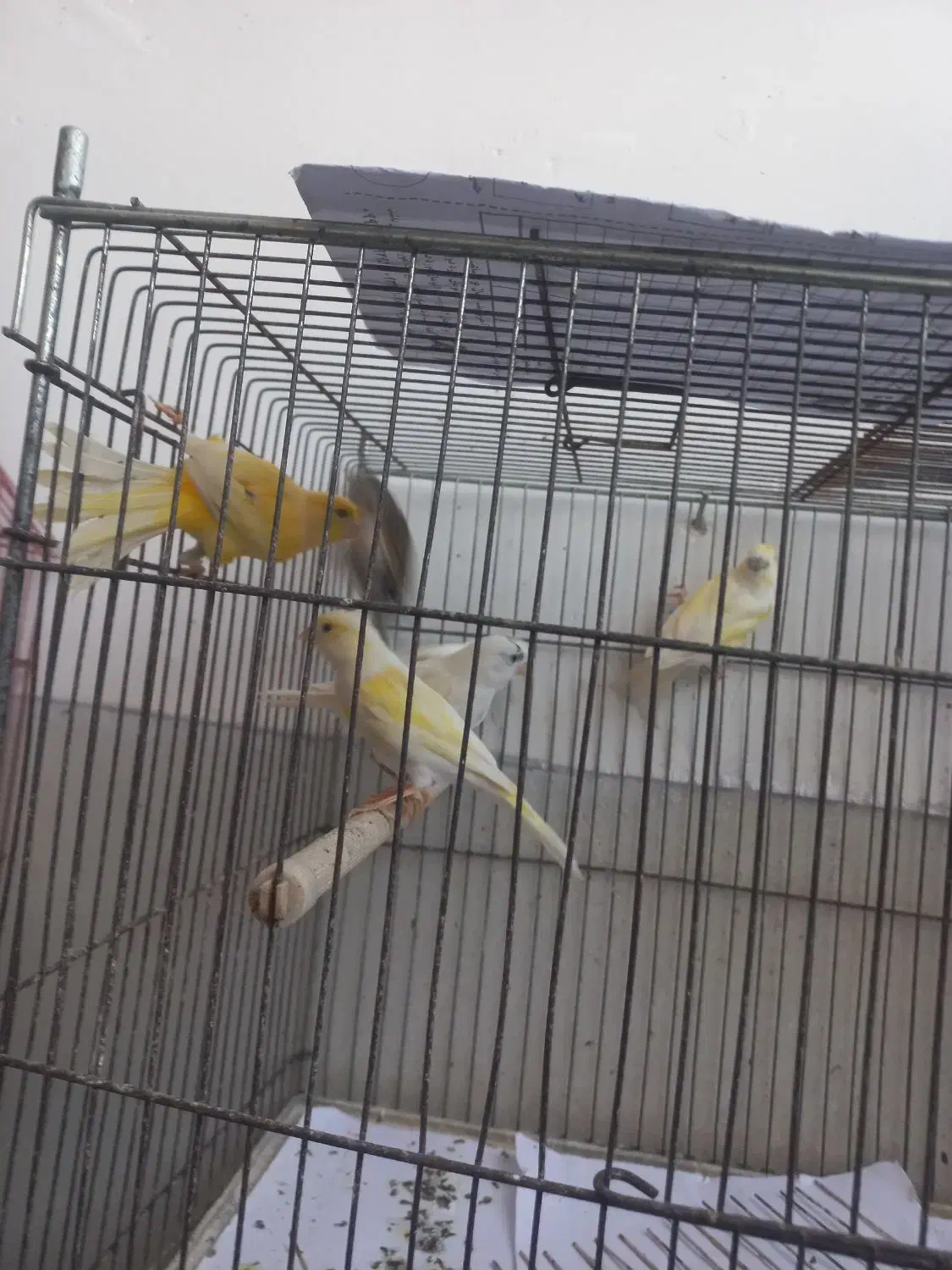 تعدادی قناری|پرنده|لنگرود, |دیوار