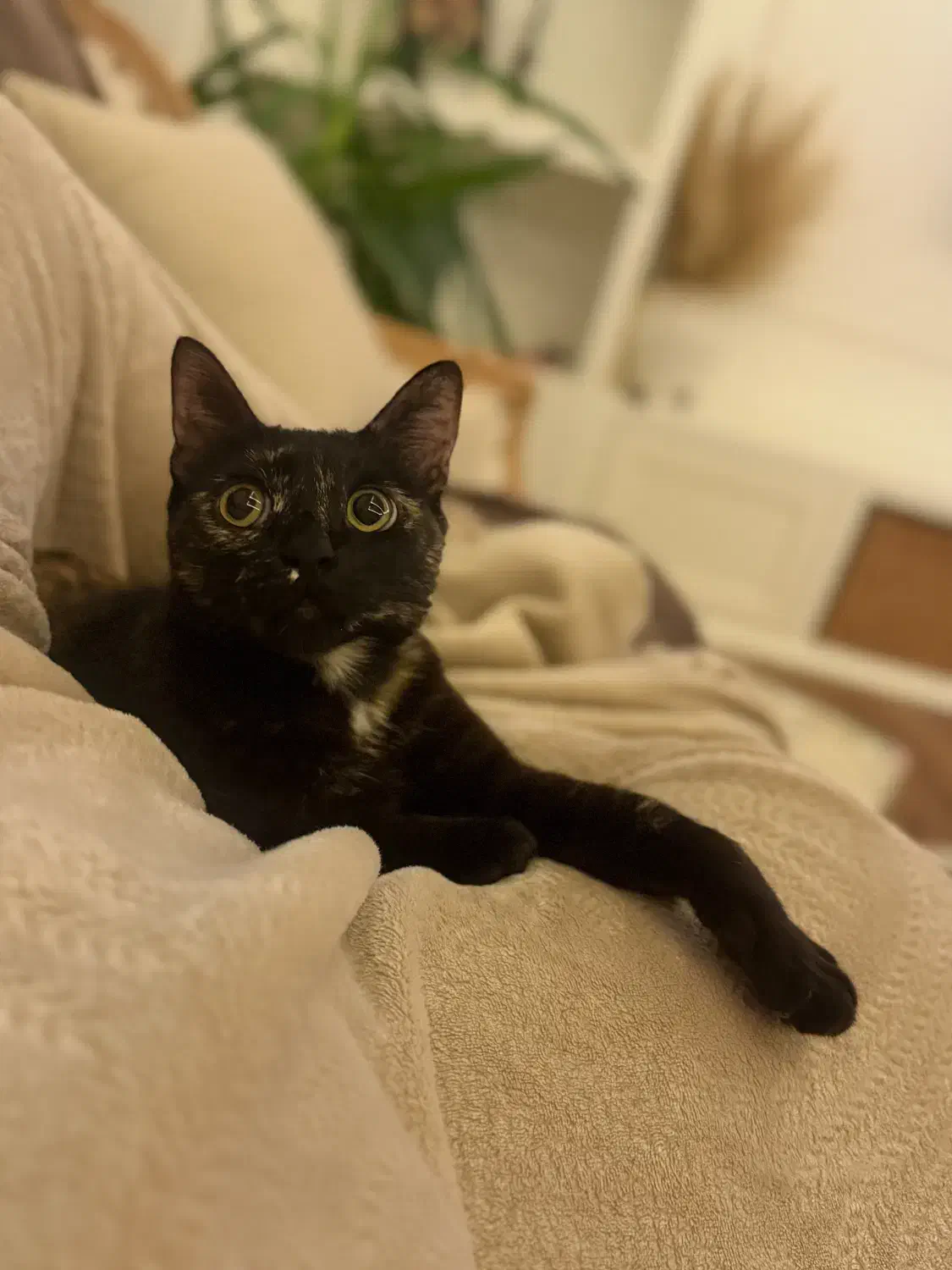 گم شده|گربه|قزوین, |دیوار