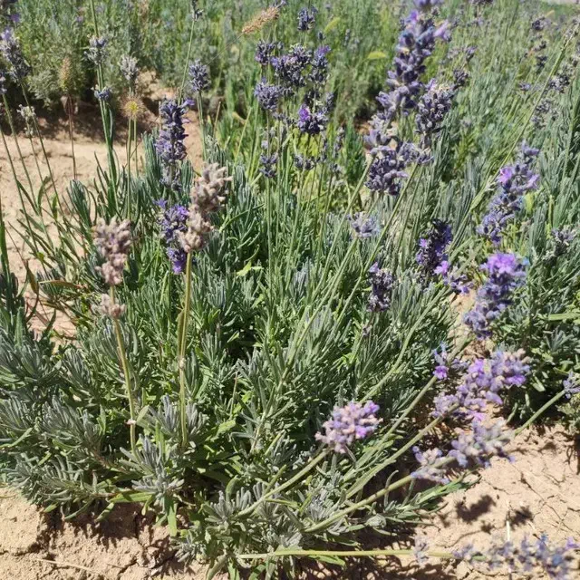 کشت گیاهان دارویی|خدمات باغبانی و درختکاری|اهواز, دغاغله|دیوار