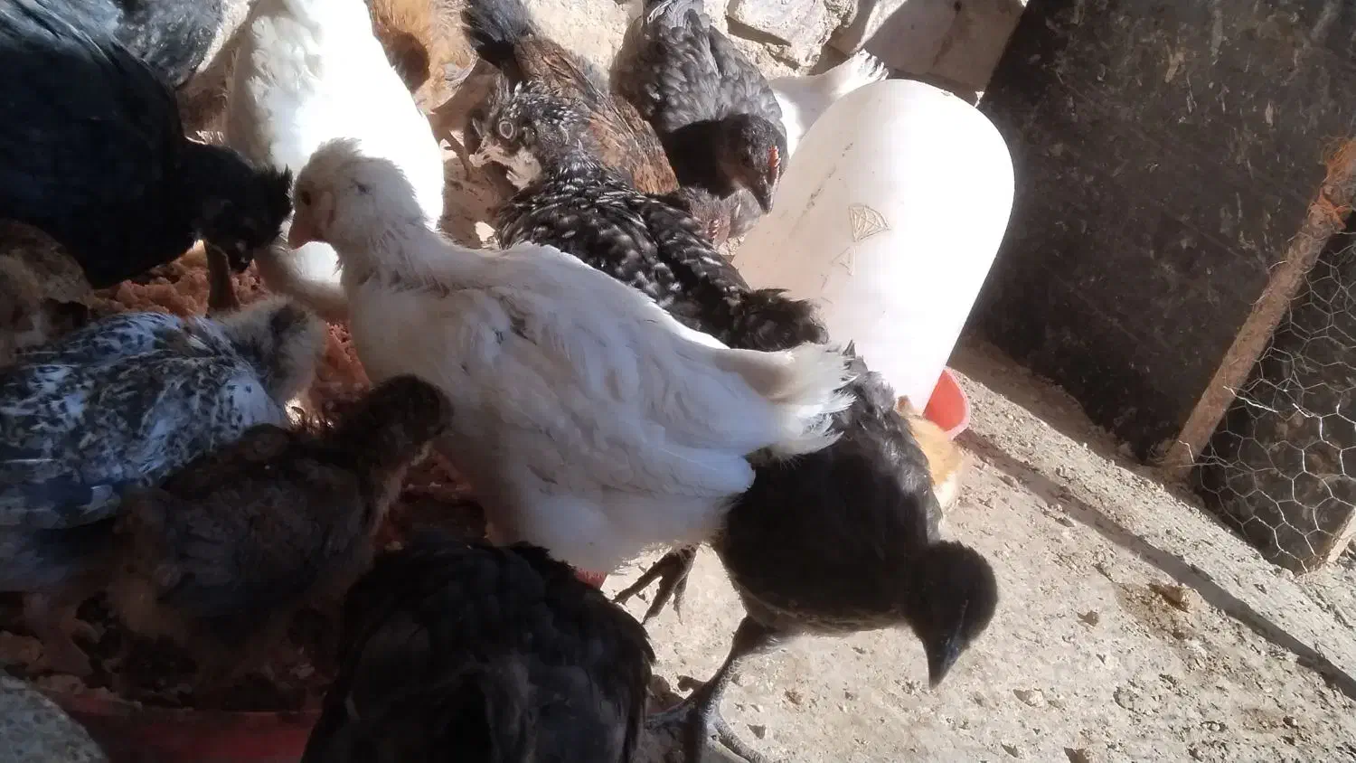 جوجه|حیوانات مزرعه|تیمور آباد, |دیوار