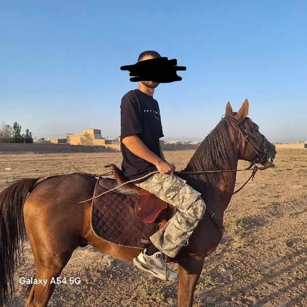 اسب|اسب و تجهیزات اسب‌سواری|بردسکن, |دیوار