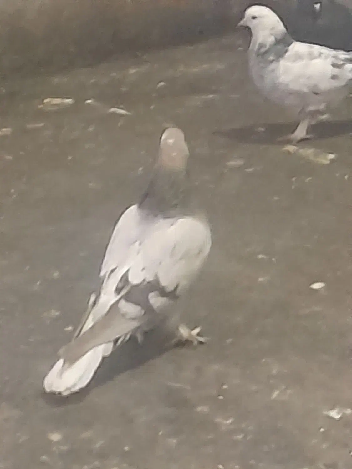 ۵ لنگ کبوتر ترکیه ای زیر قیمت|پرنده|بروجن, |دیوار