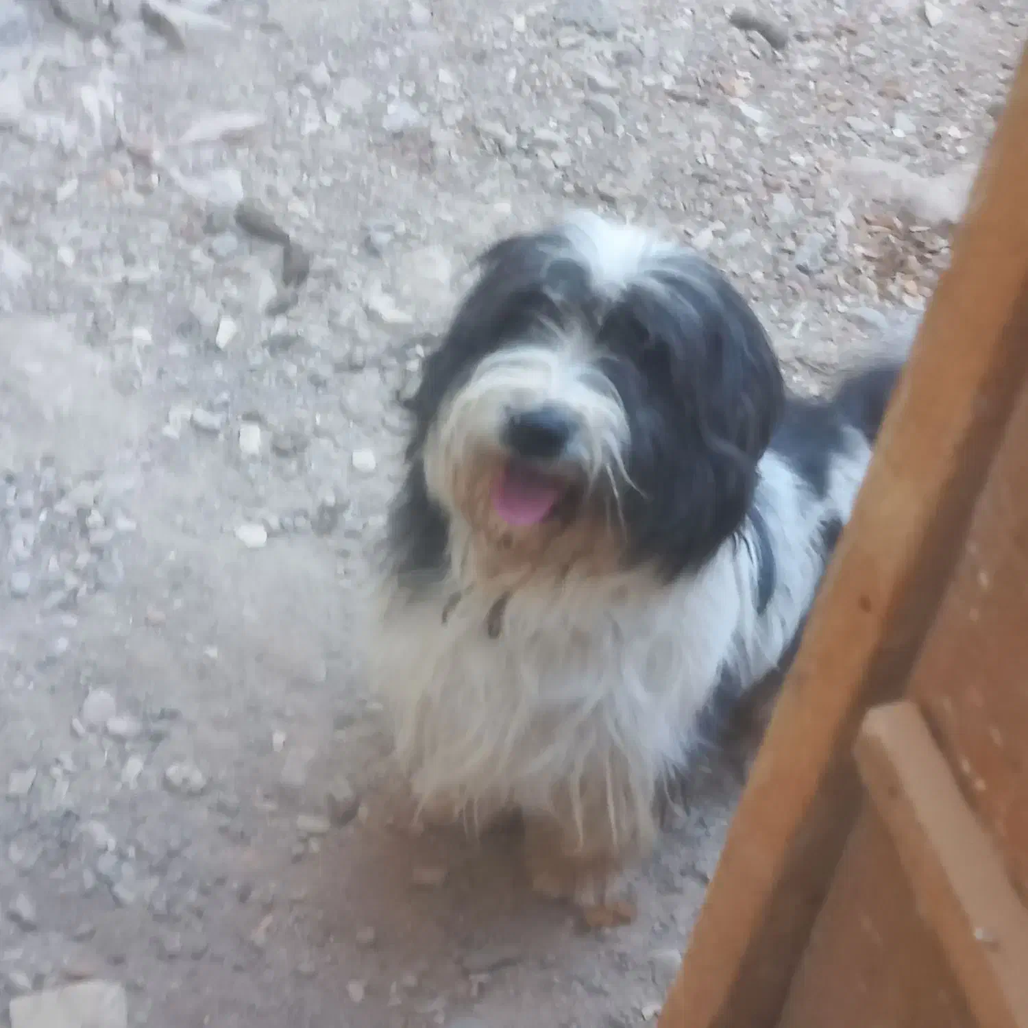 سگ نژاد دار خانگی|سگ|قم, قلعه صدری|دیوار