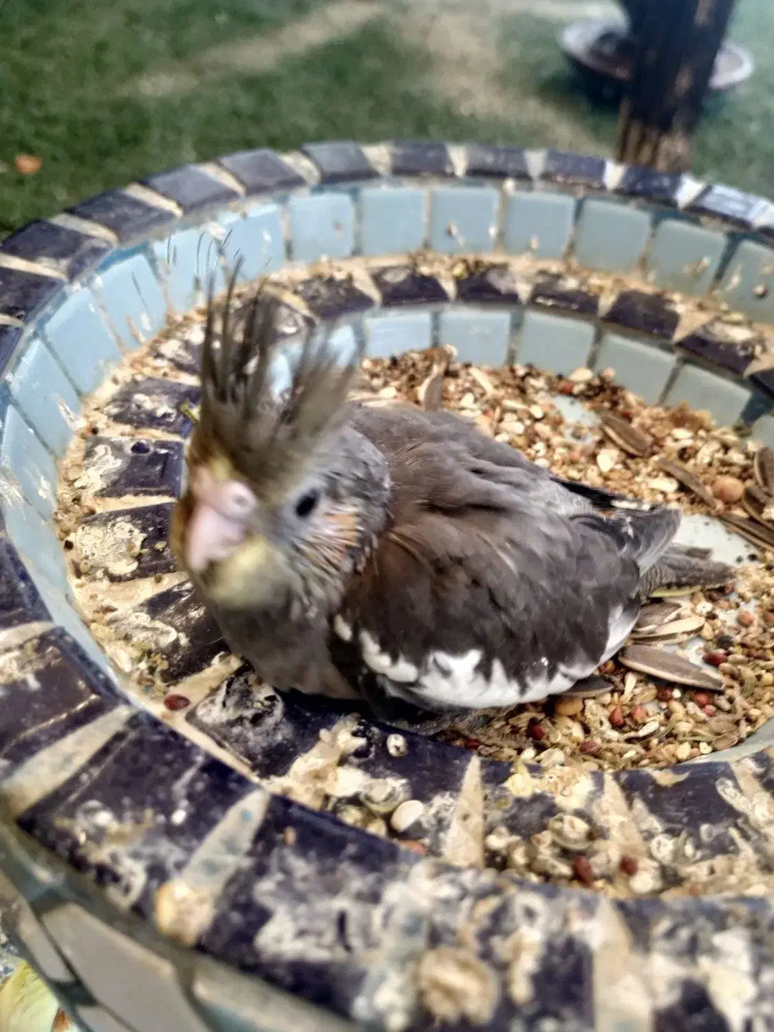 جوجه عروس هلندی سرلاکی|پرنده|قشم, |دیوار