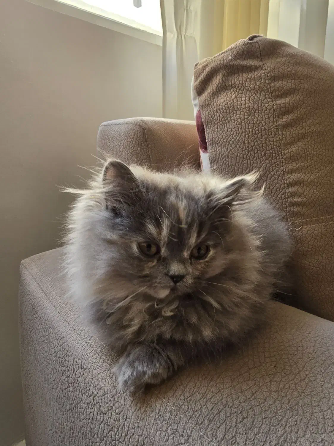 بچه گربه پرشین|گربه|بیرجند, |دیوار