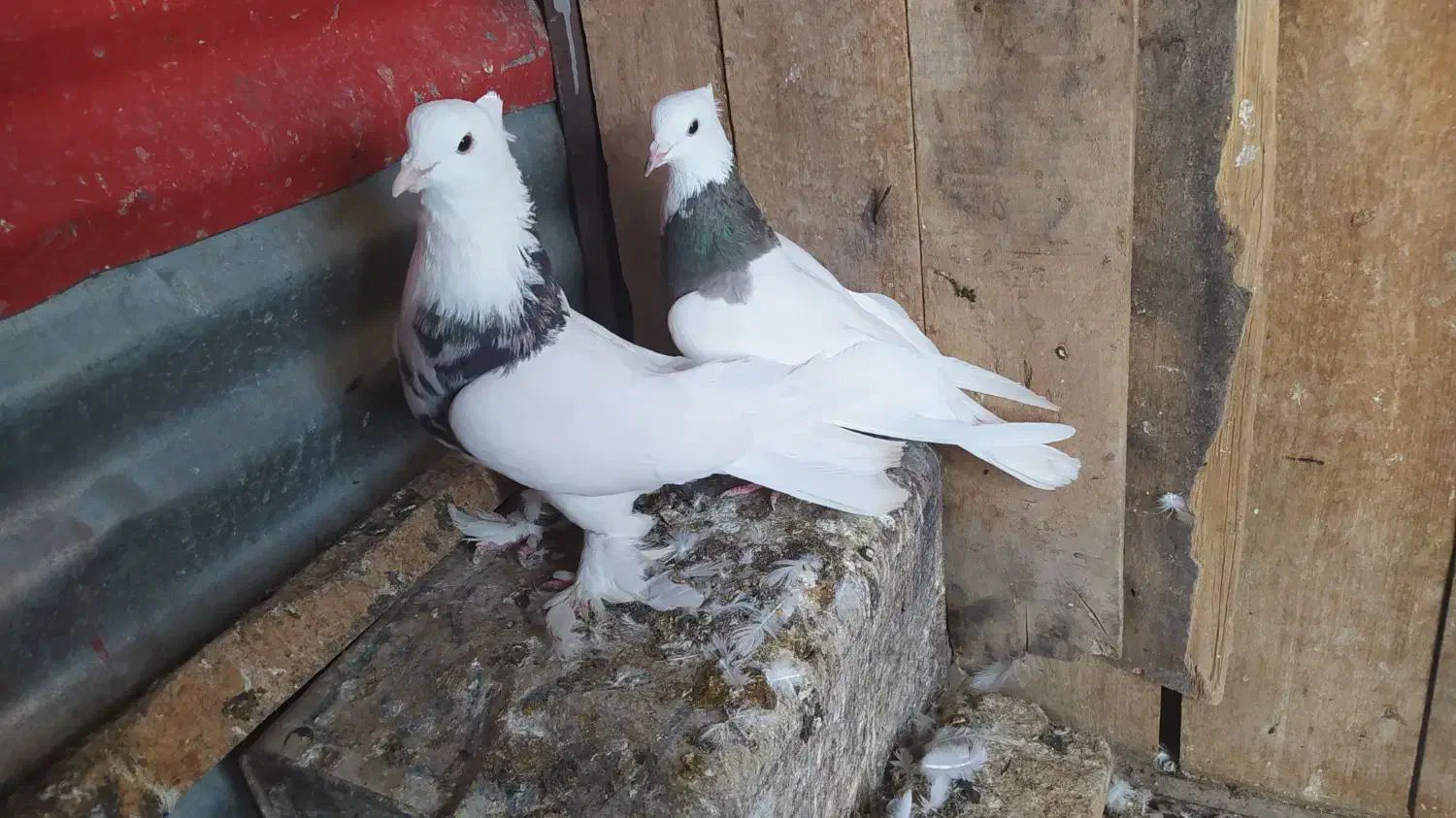 طوقی|پرنده|شاهرود, |دیوار