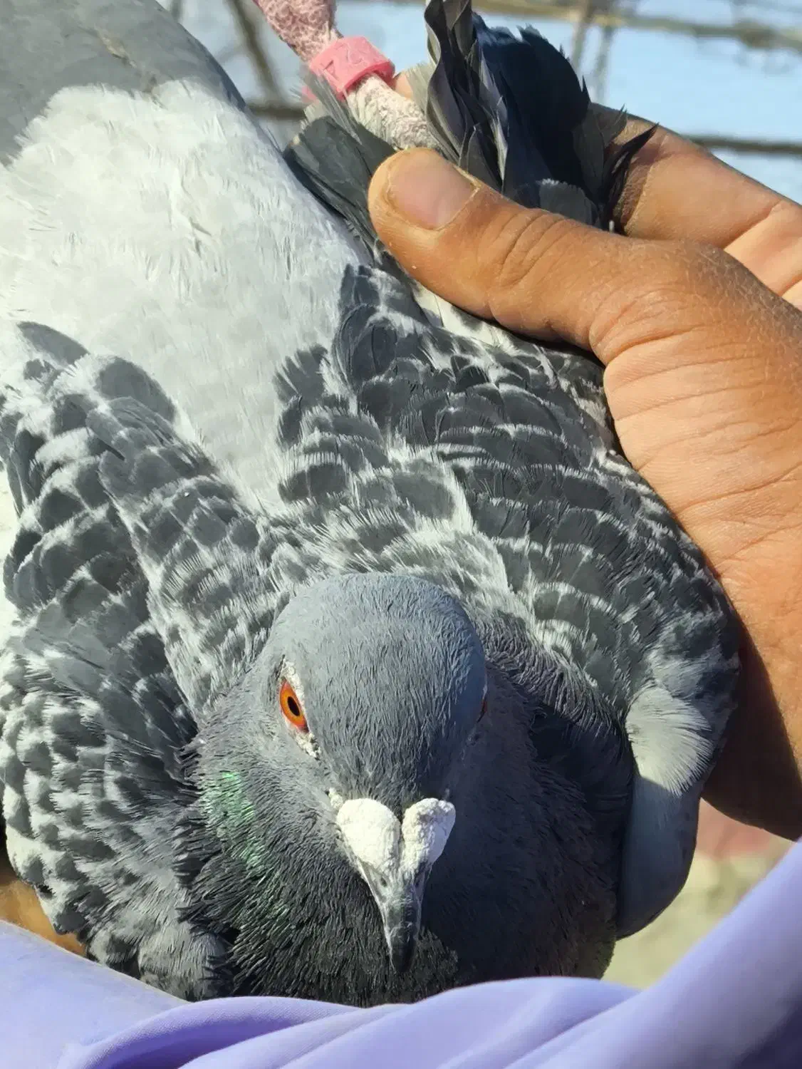 کفتر مساپتی پلاکی|پرنده|زهک, |دیوار