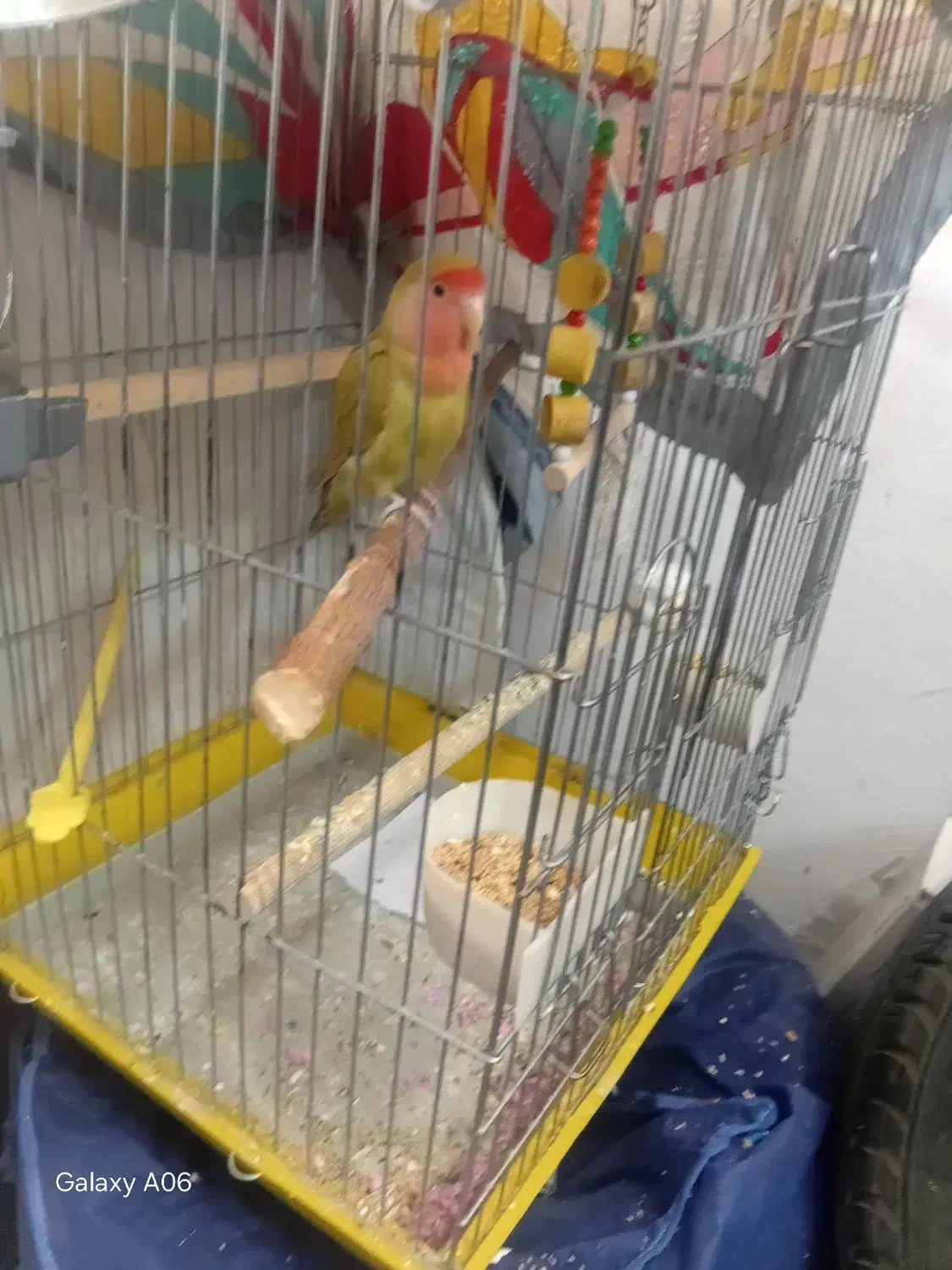 پرنده|پرنده|نهاوند, |دیوار