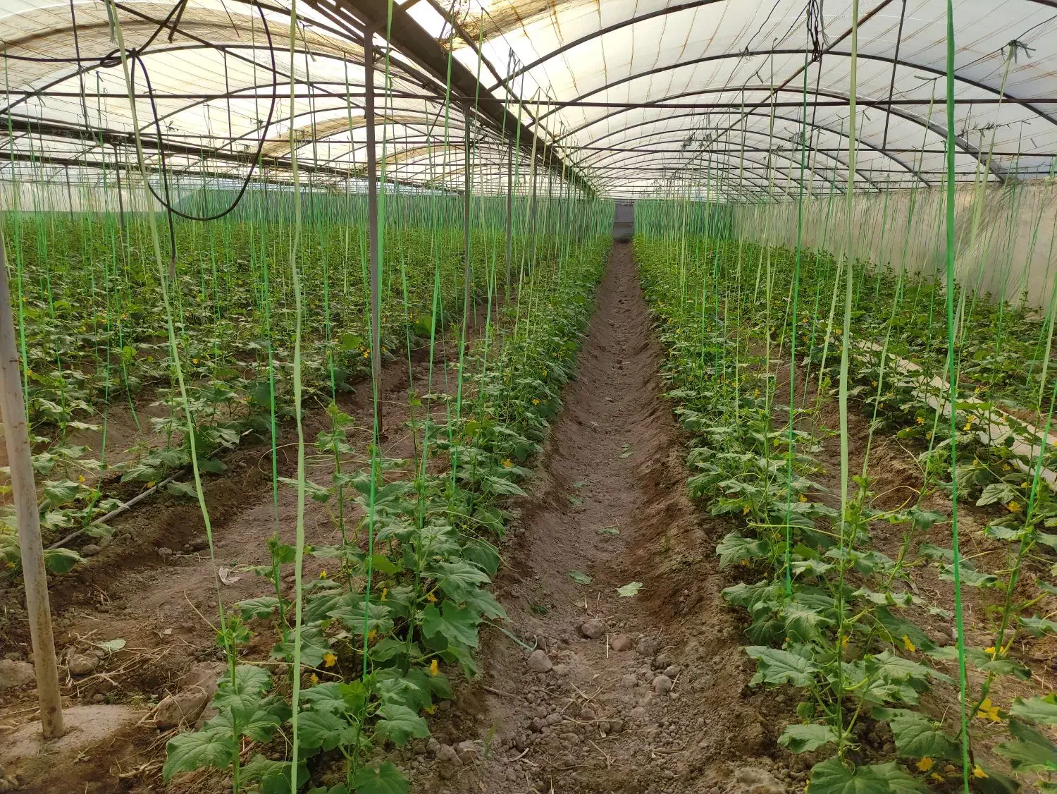 فروش گلخانه و باغ بزرگ|فروش دفتر صنعتی، کشاورزی، تجاری|گرمسار, |دیوار