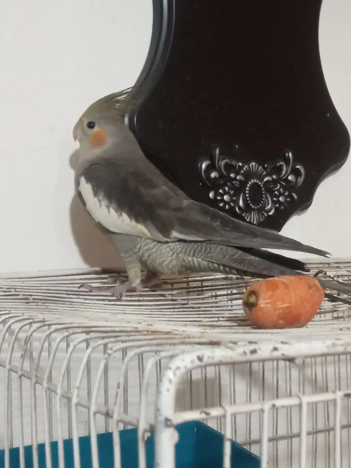 عروس هلندی|پرنده|مشهد, نیزه|دیوار