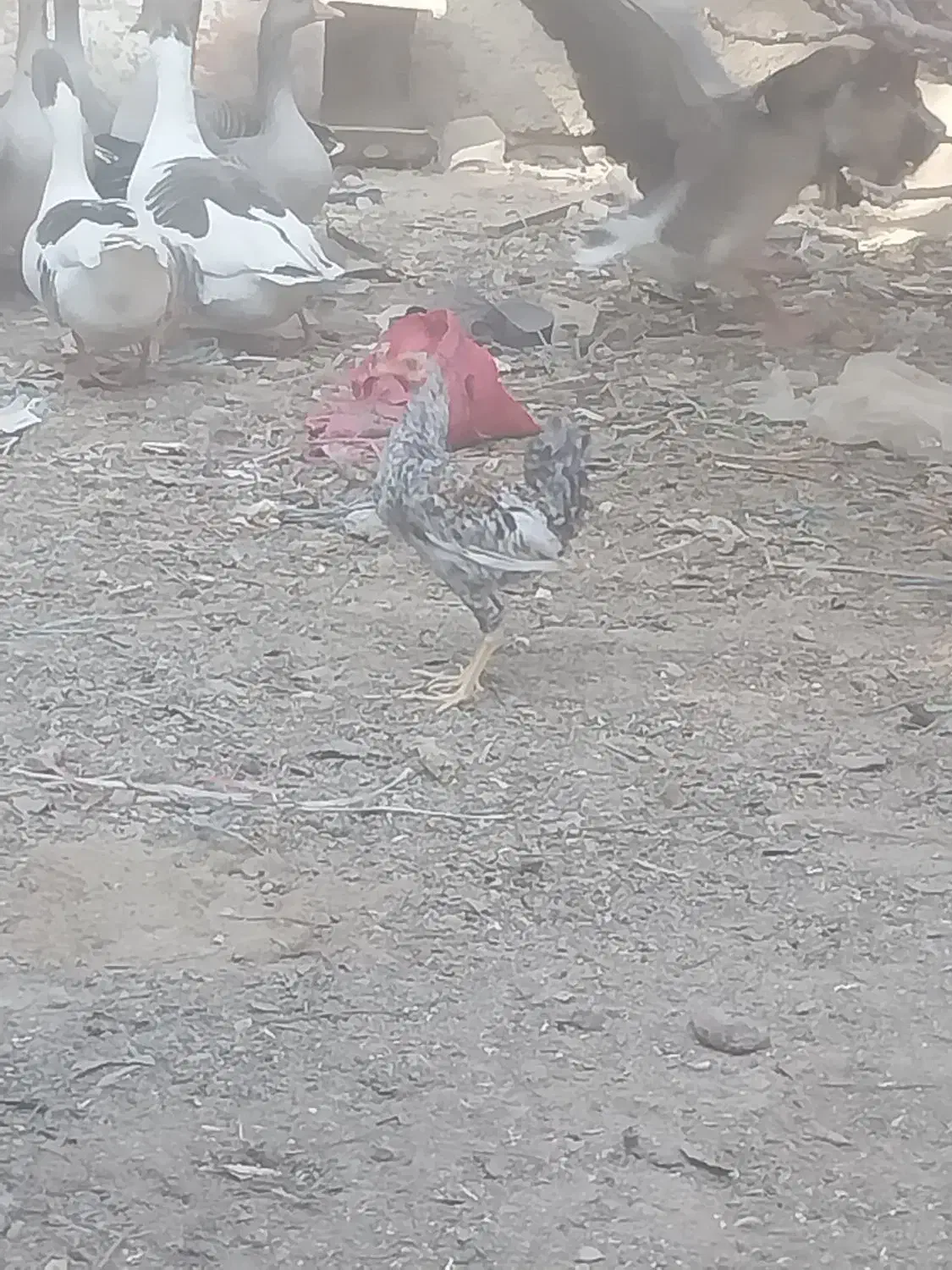 غاز و خروس محلی|حیوانات مزرعه|چمران, |دیوار