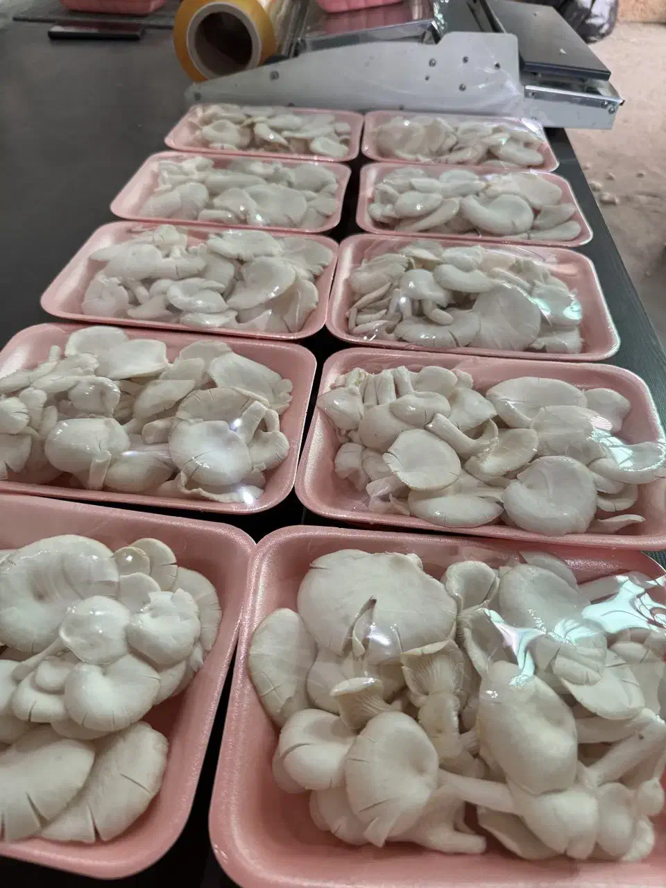 قارچ صدفی|خوردنی و آشامیدنی|کرج, عظیمیه|دیوار