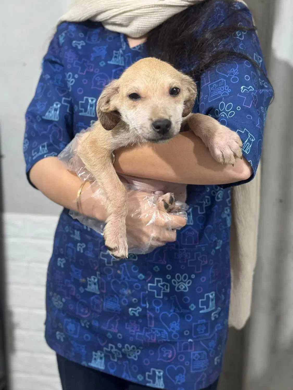 سگ میکس بومی|سگ|رشت, فرزانه|دیوار