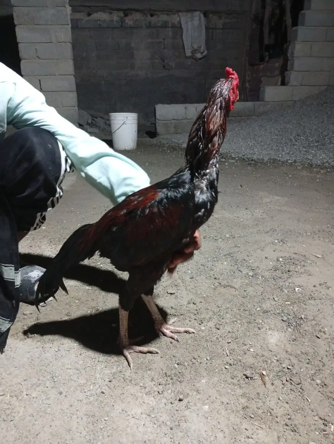 لل خروس نسل دار|حیوانات مزرعه|میناب, |دیوار