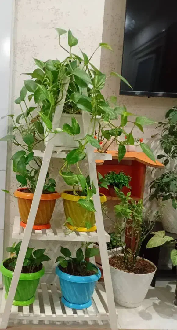 استند گل رنگ سفید|صنایع دستی و سایر لوازم تزئینی|شیراز, جوادیه|دیوار