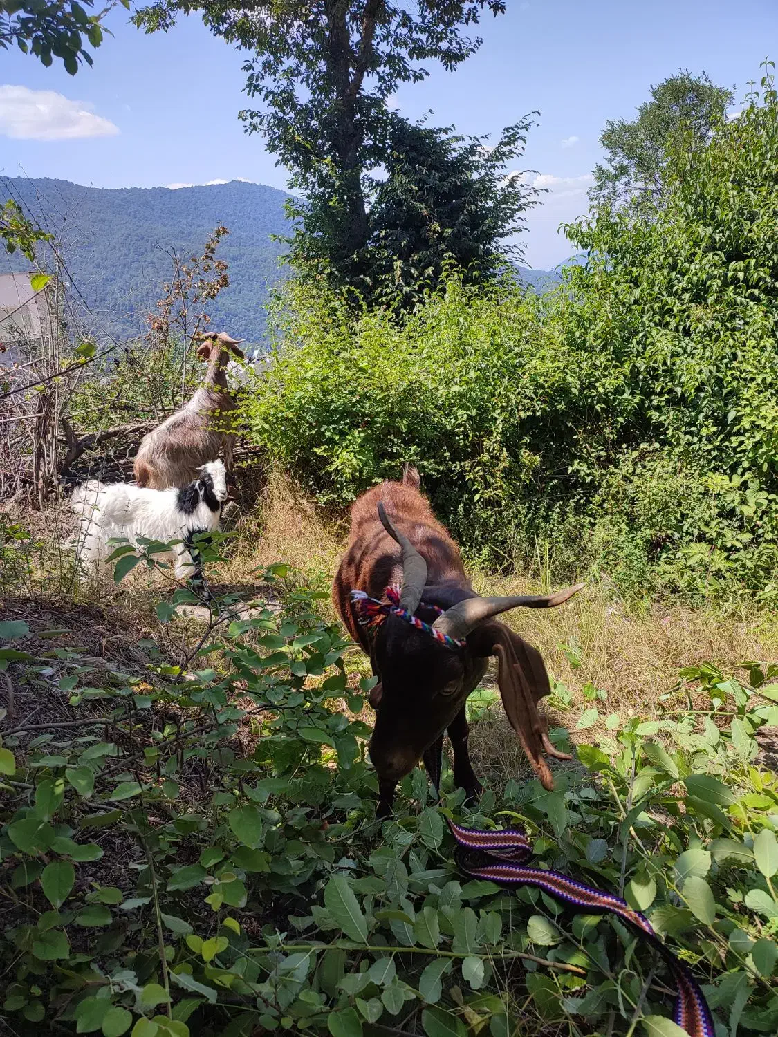 بز دورگ محلی|حیوانات مزرعه|آزادشهر, |دیوار