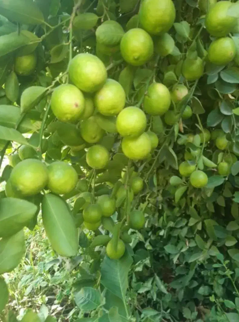 نهال نهالستان|خدمات باغبانی و درختکاری|بندرعباس, |دیوار