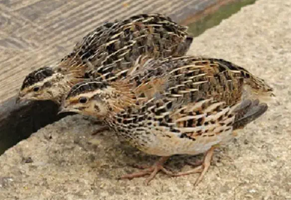 بلدرچین ماده جوان تخمگذار|حیوانات مزرعه|طبس, |دیوار