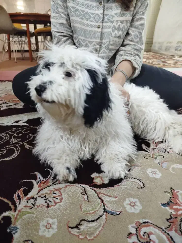 سگ شیتزو|سگ|ری, دولتآباد|دیوار