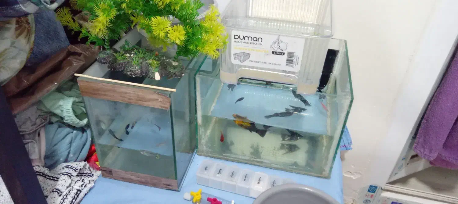 ماهی با آکواریوم و لوازم|ماهی|چهاردانگه (تهران), |دیوار