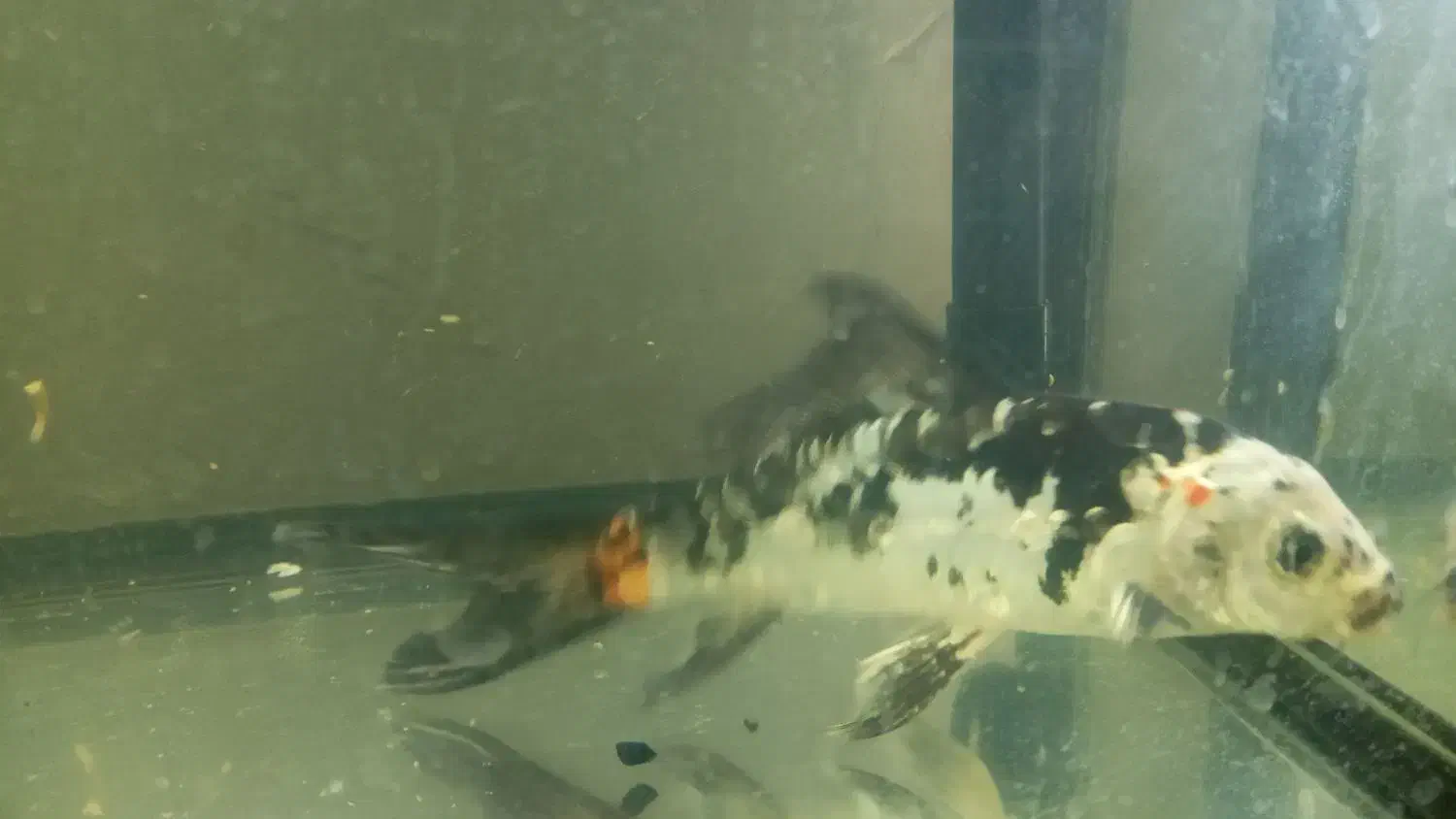 ماهی کوی ۱۰ الی ۱۵ سانت دو عدد|ماهی|کاشان, گارزگاه|دیوار