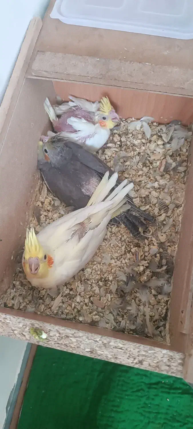 عروس هلندی|پرنده|مهران (ایلام), |دیوار