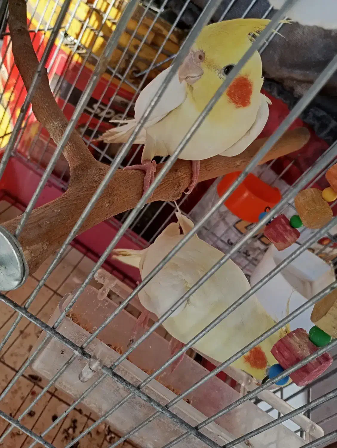 یک جفت عروس هلندی لوتینو|پرنده|شیراز, وزیرآباد|دیوار