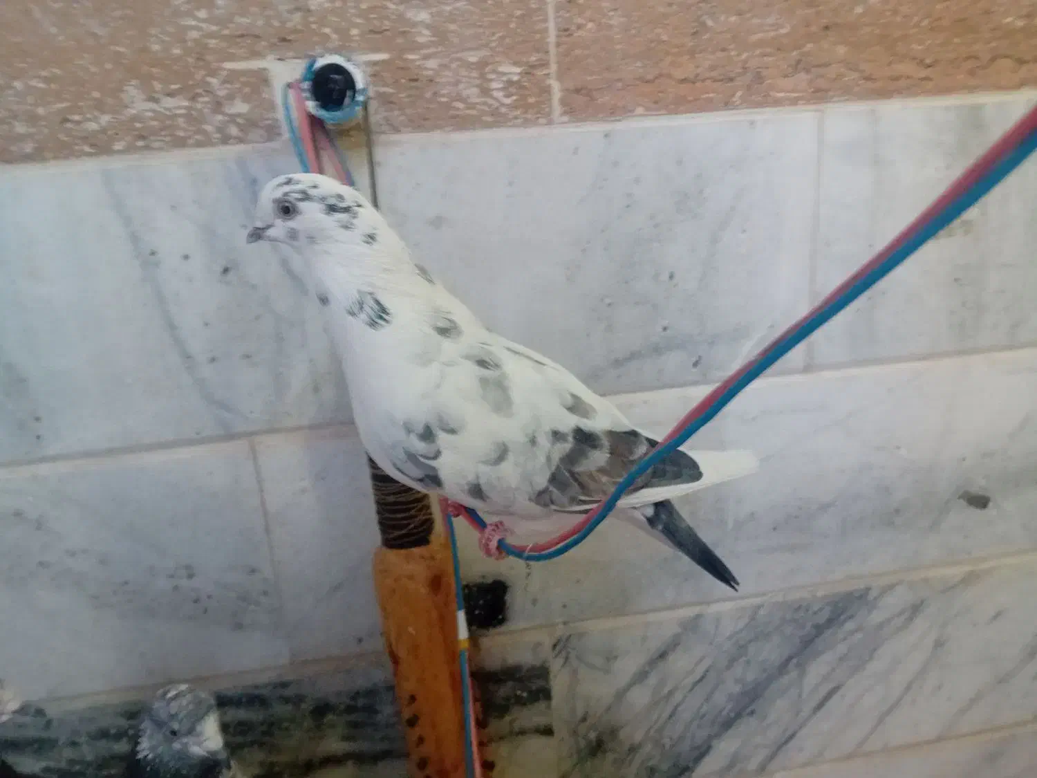 کبوتر ماده|پرنده|مهدی شهر, |دیوار