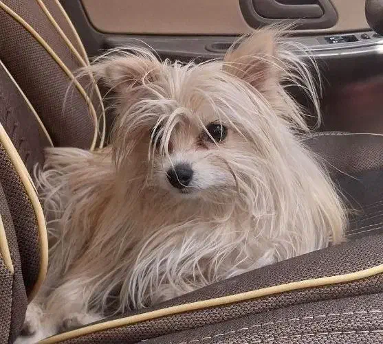 سگ گم شده|حیوانات|کرمان, |دیوار